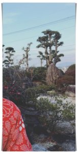 庭，画像